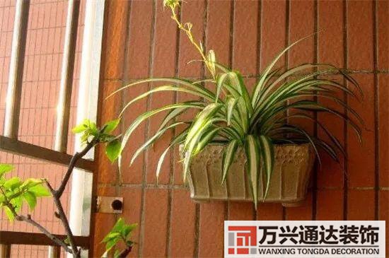 大門植物風水大門前種什么植物風水好