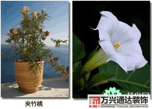 養花風水禁忌室內養花與擺放風水禁忌