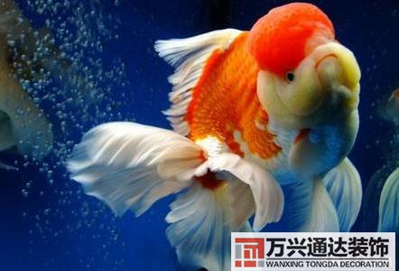 風水魚搭配風水魚搭配方案