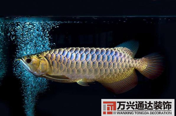 風水魚搭配風水魚搭配方案