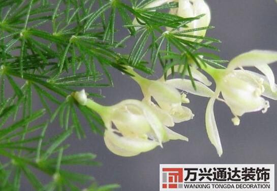 文竹開花風(fēng)水文竹開花什么樣的