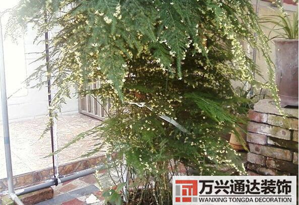 文竹開花風(fēng)水文竹開花什么樣的